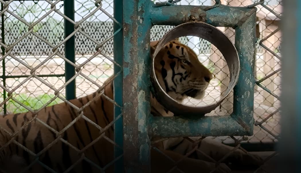 Tiger confined at Tiger Park Pattaya, Thailand