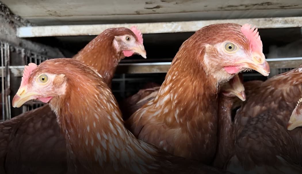 Hens confined at CPF / Betagro farms, Songkhla, Thailand