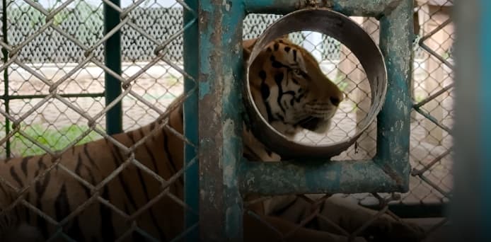 Tiger confined at Tiger Park Pattaya, Thailand