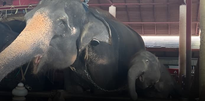 Elephant exploited at Nongnooch Pattaya Garden, Thailand