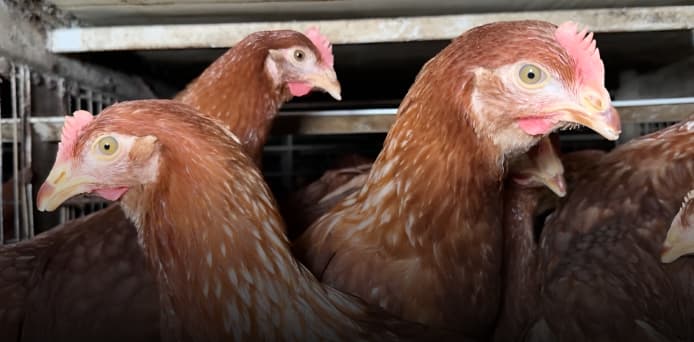 Hens confined at CPF / Betagro farms, Songkhla, Thailand